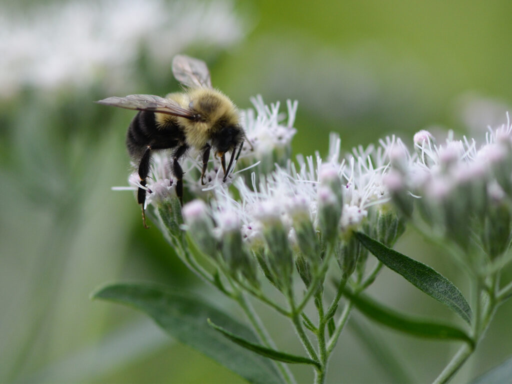 Bumble bee on late boneset