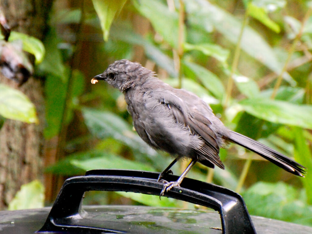 Catbird baby eating an insect
