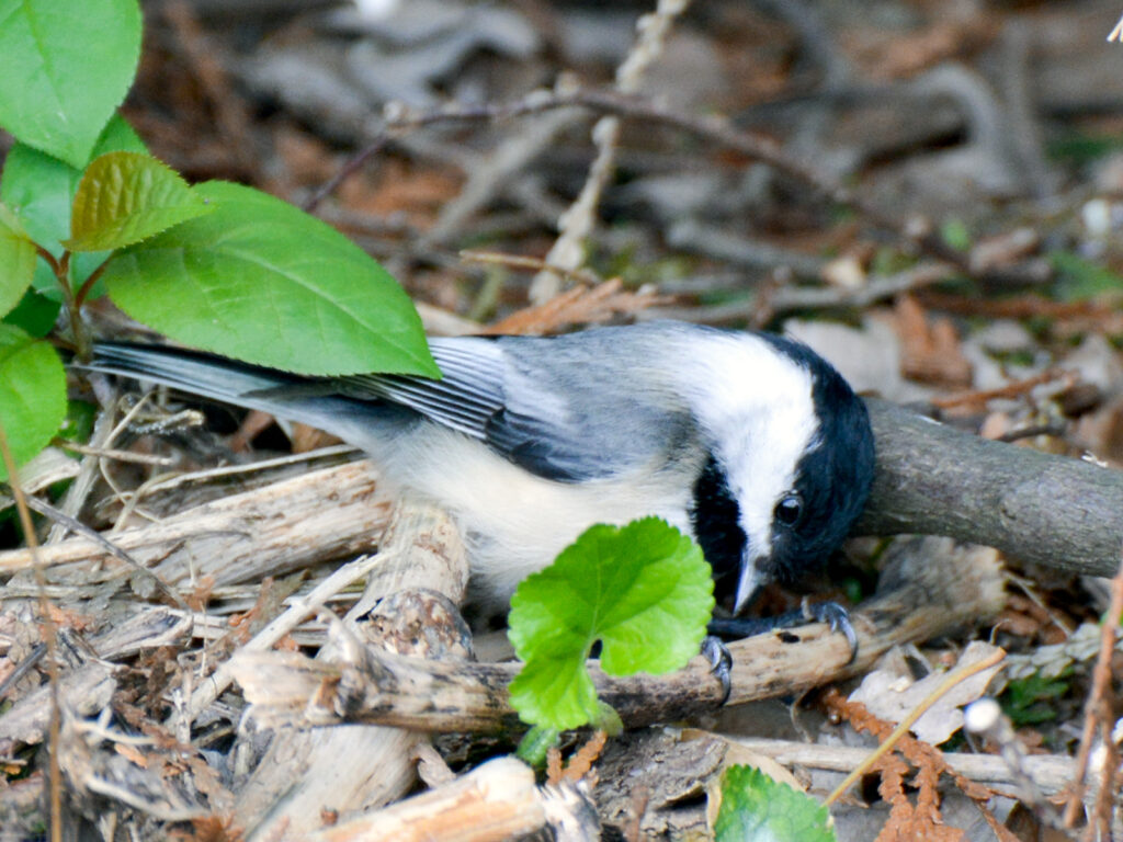 Chickadee searching for an insect