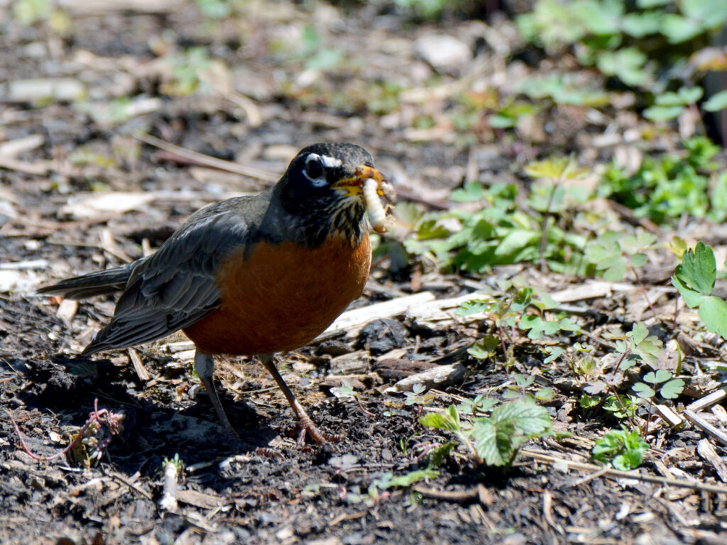 Robin finding a grub