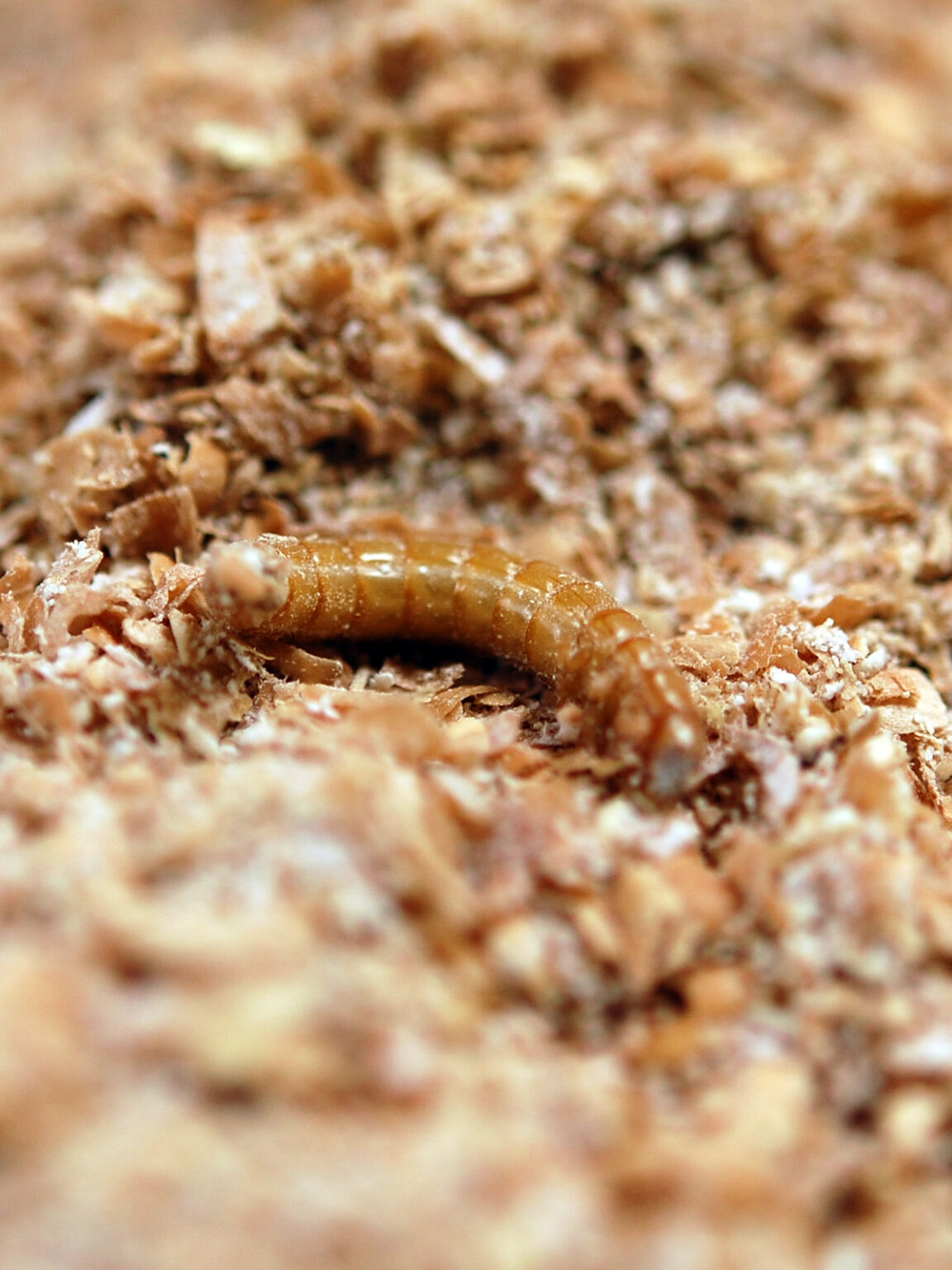 Mealworms for birds Our Habitat Garden