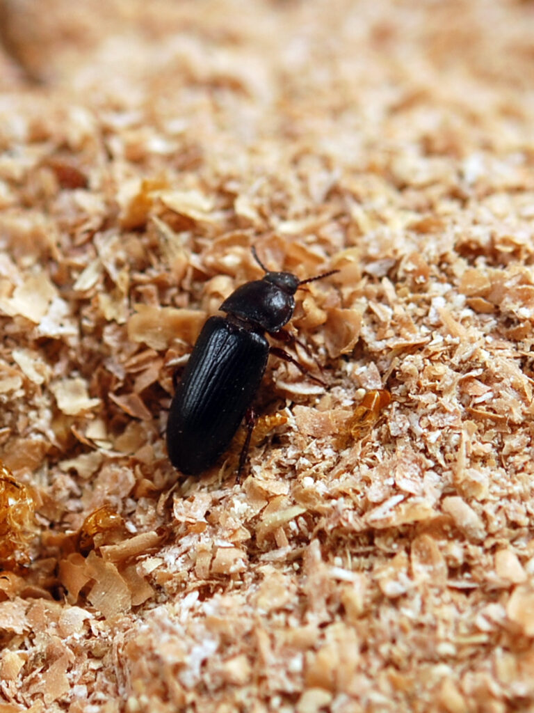 The adult mealworm beetle
