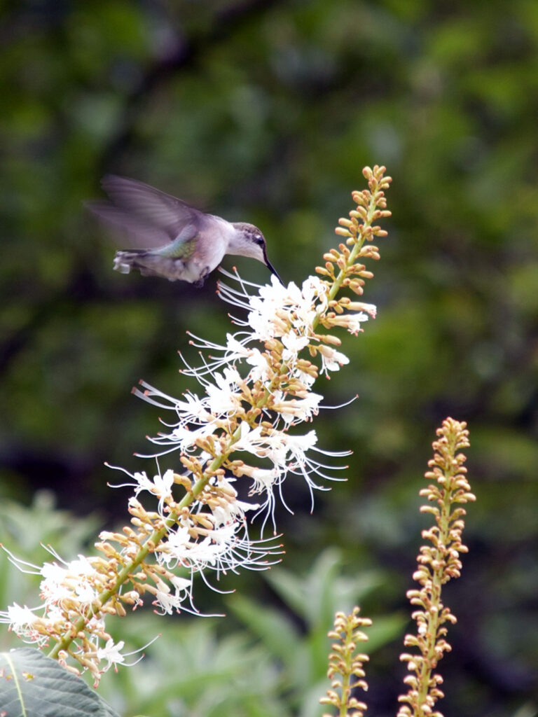 Hummingbird nectaring at bottlebrush buckeye