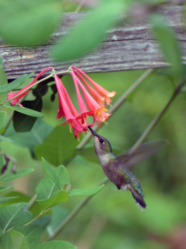 Hummingbird nectaring at native honeysuckle vine