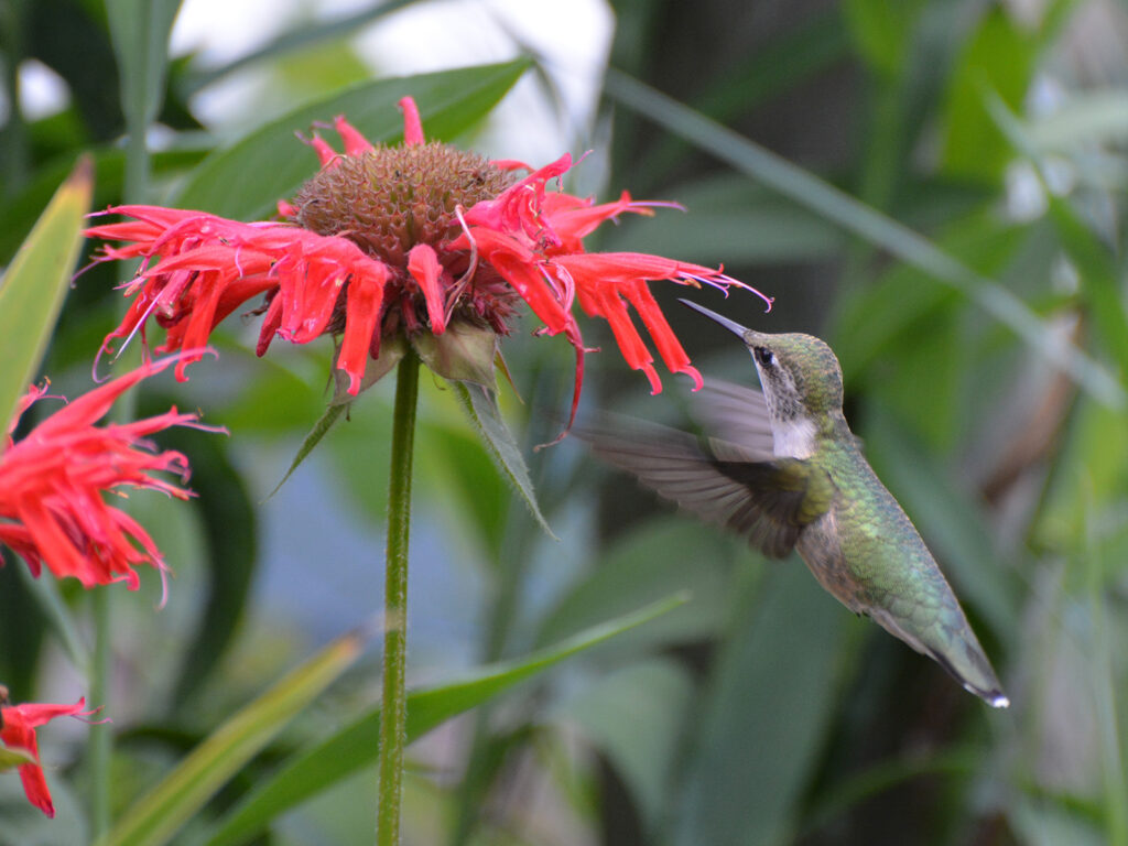 Hummingbird nectaring at bee balm