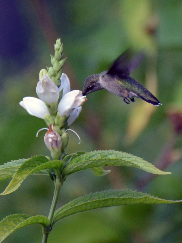 Hummingbird nectaring at white chelone