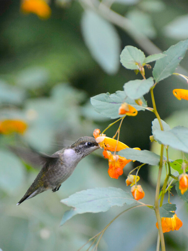 Hummingbird nectaring on a jewelweed