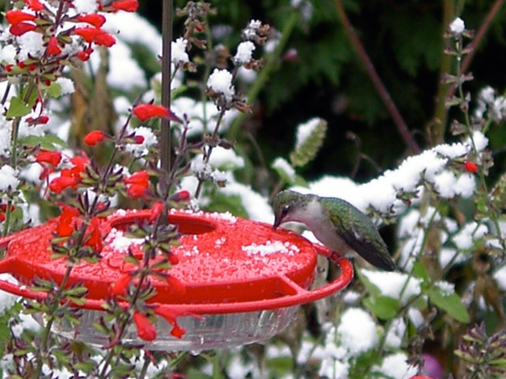 Hummingbird at a feeder in the snow