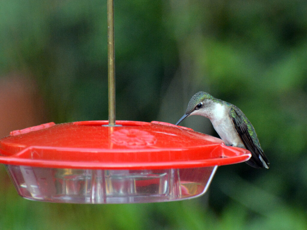 Hummingbird at a feeder