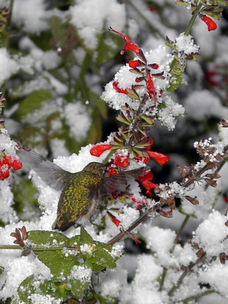 Hummingbird nectaring on salvia in the snow