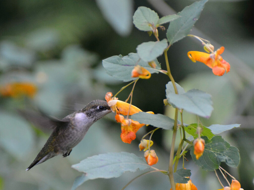 Hummingbird nectaring at jewelweed
