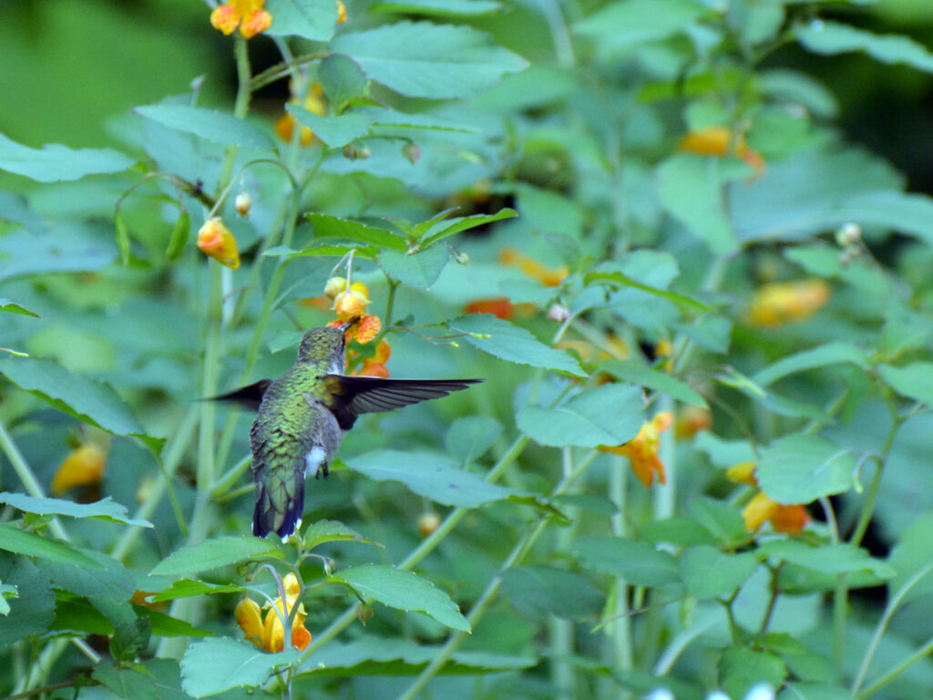 Hummingbird nectaring at jewelweed