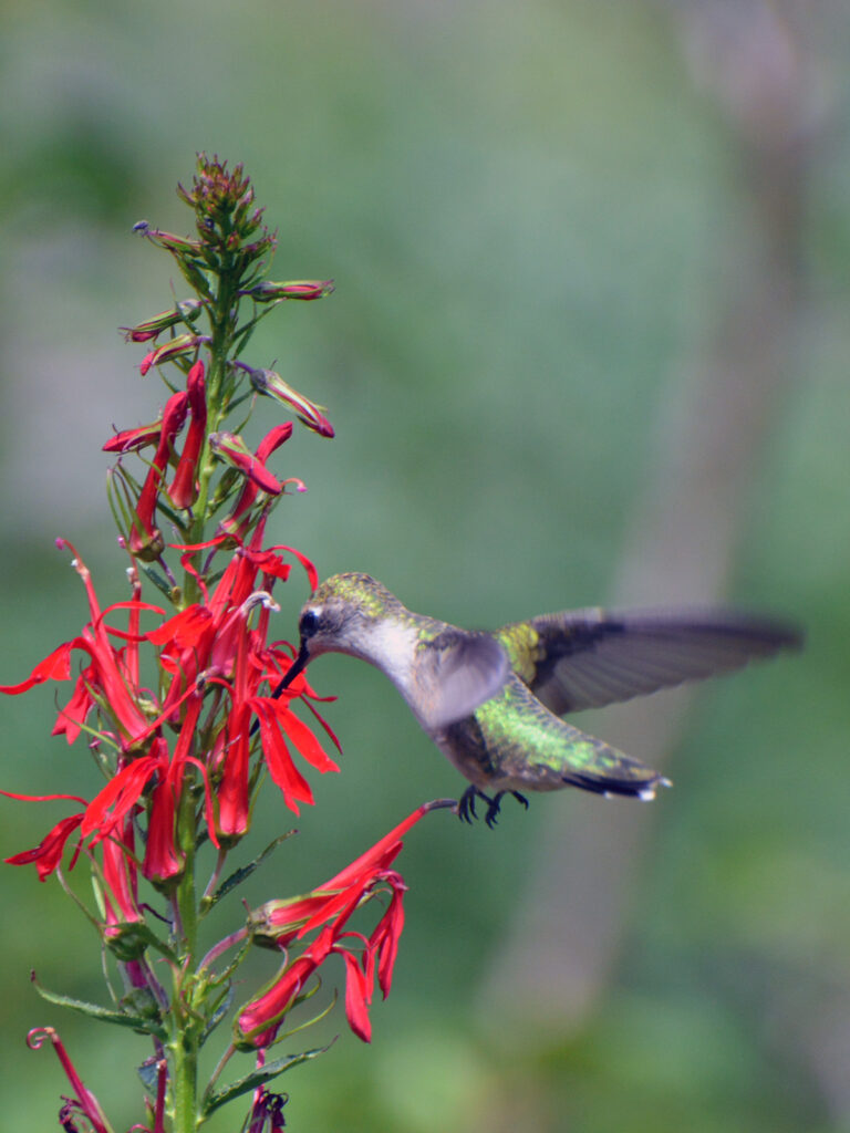 Hummingbird nectaring at cardinal lobelia