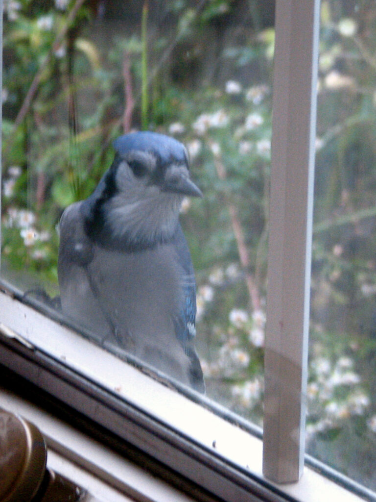 Blue jay in the window