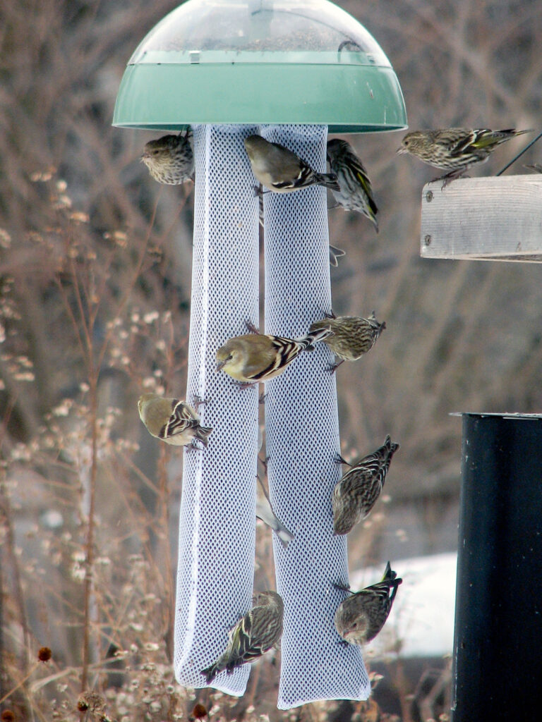 Finches at a seed feeder