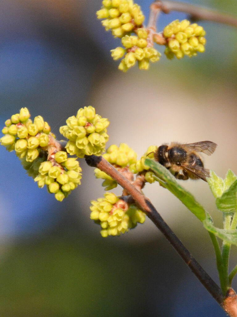 Bee on a fragrant sumac