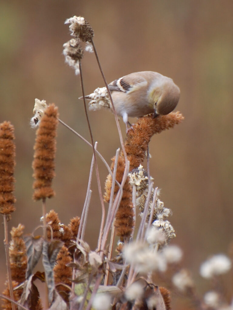 Goldfinch eating hyssop seeds
