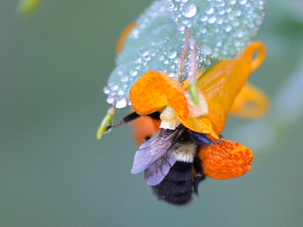Bumble bee nectaring in a jewelweed