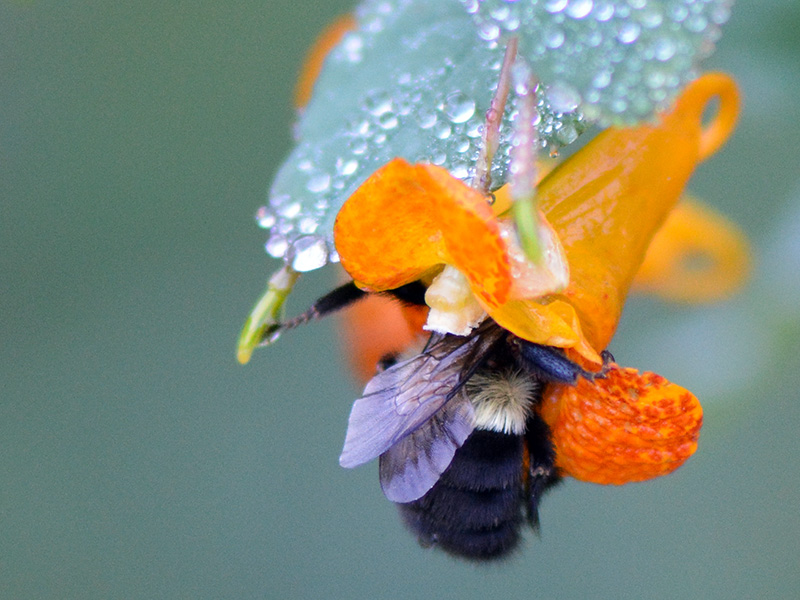 Bumble bee nectaring in a jewelweed