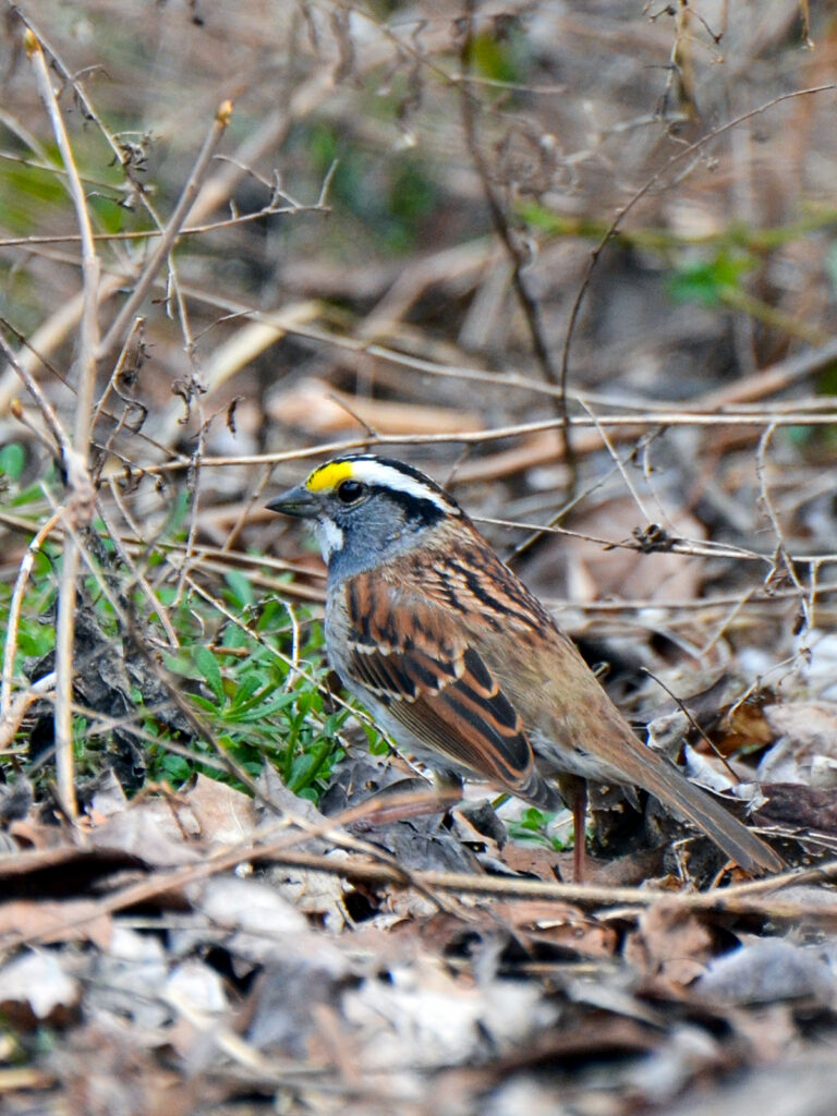 White-throated sparrow foraging in leaf litter