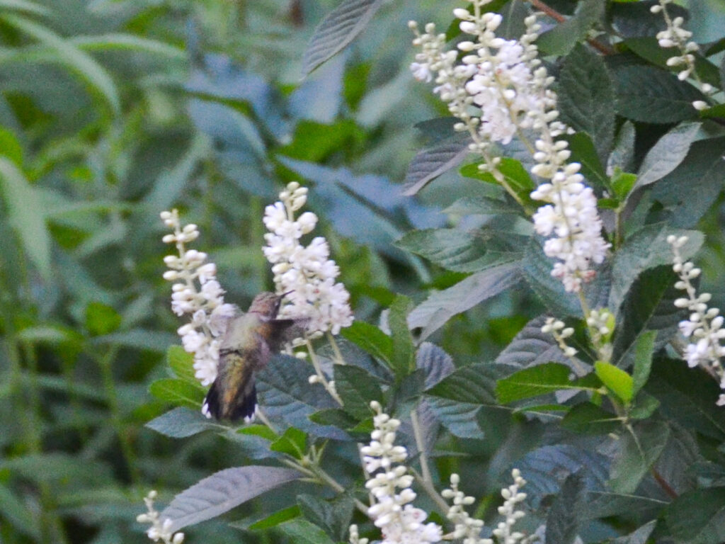 Hummingbird at clethra