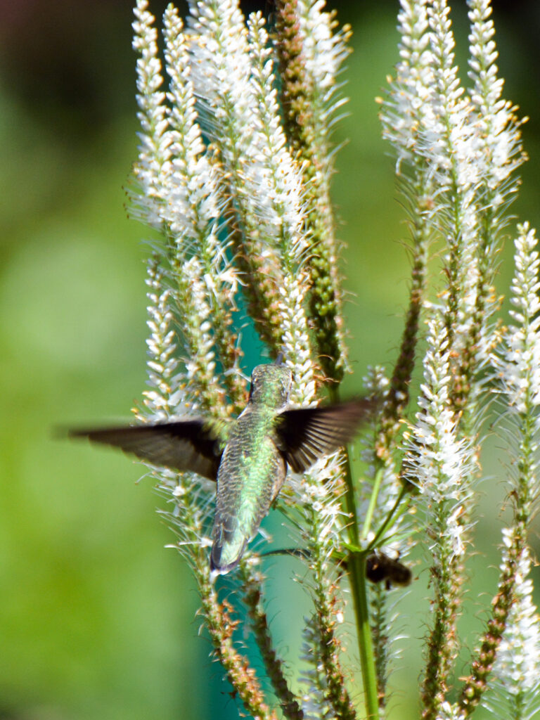 Hummingbird at Culver's root