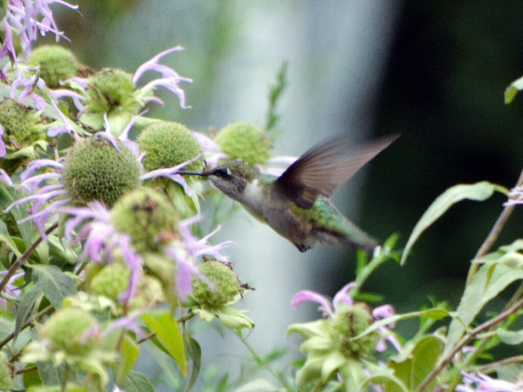 Hummingbird at Monarda fistulosa