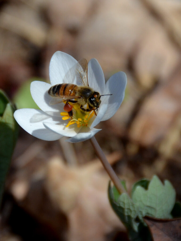 Honey bee nectaring on a bloodroot