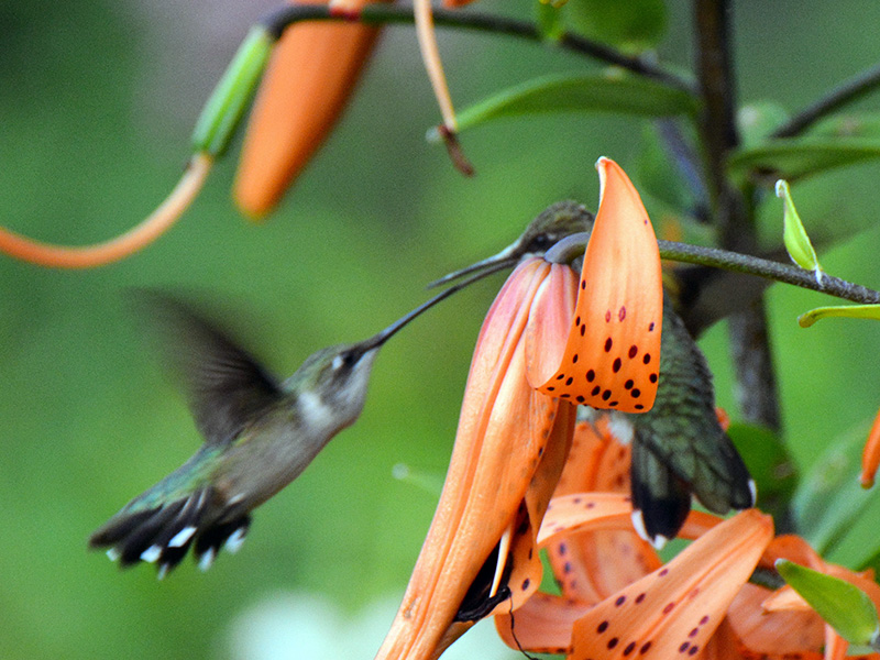 Hummers fighting