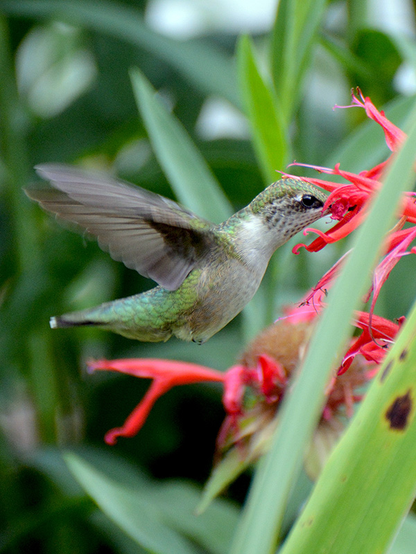 Hummingbird at monarda
