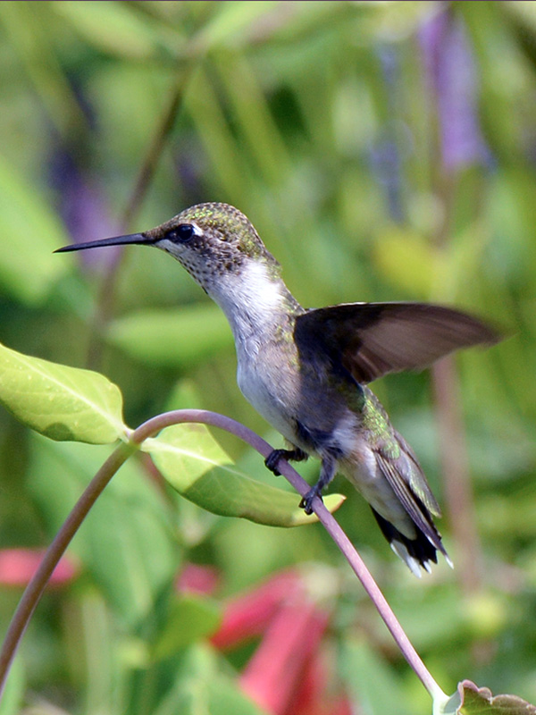 Hummingbird perching
