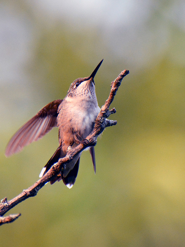 Hummer perching on a branch