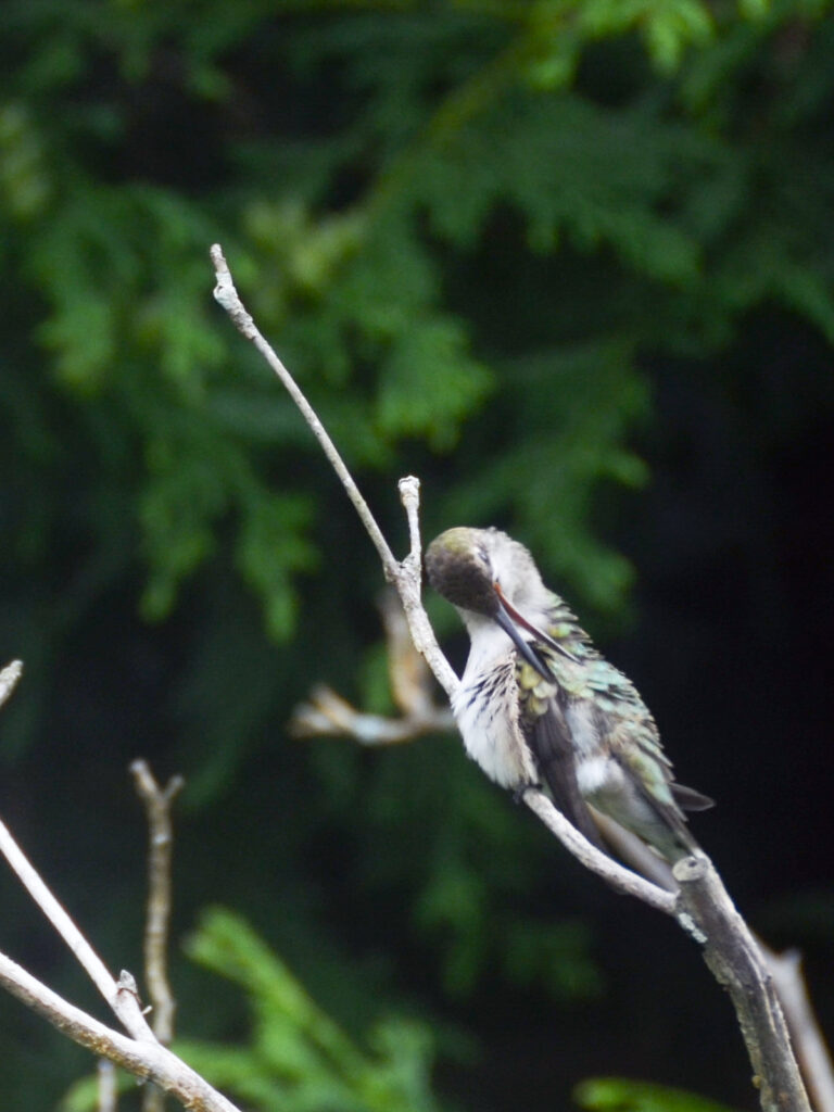 Hummingbird preening