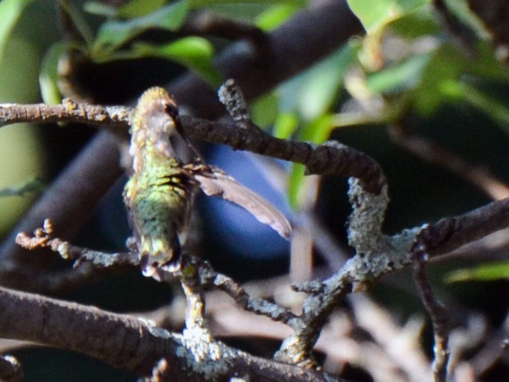 Hummingbird preening