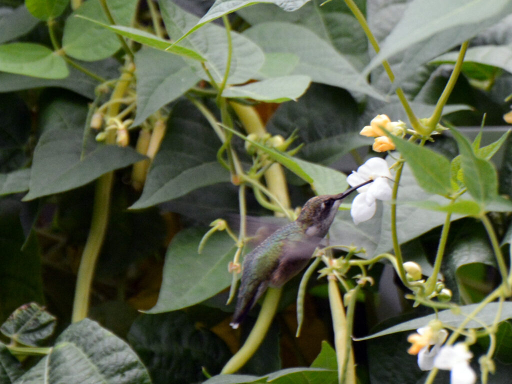 Hummingbird nectaring at our bean plants