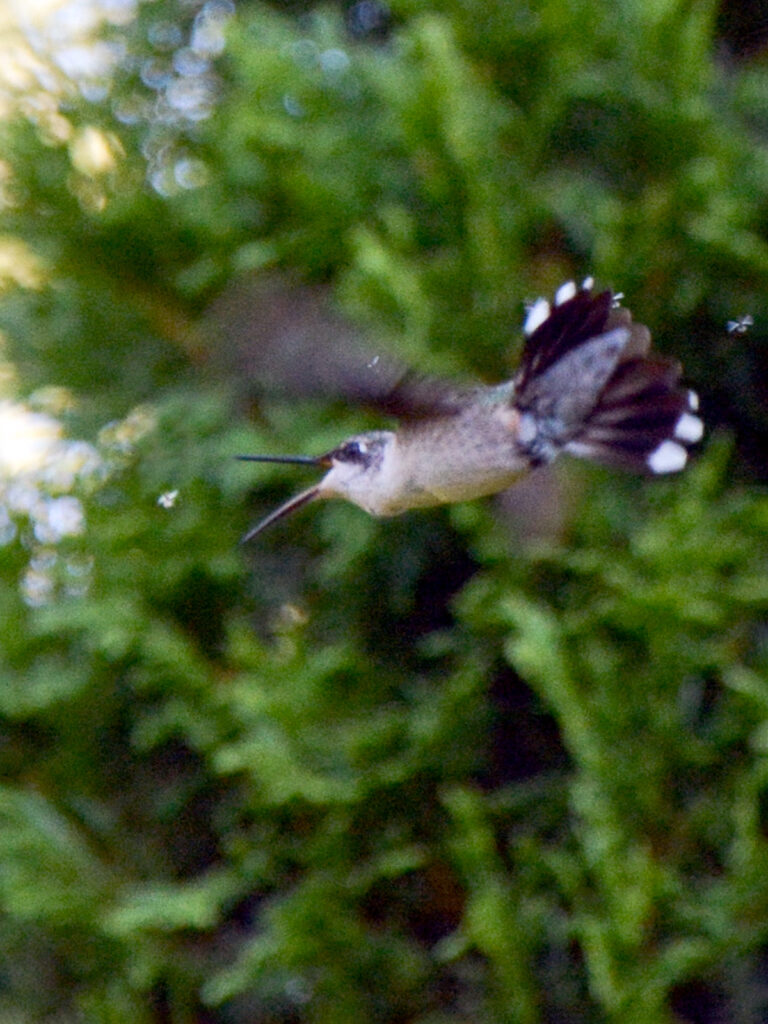 Hummingbird chasing an insect