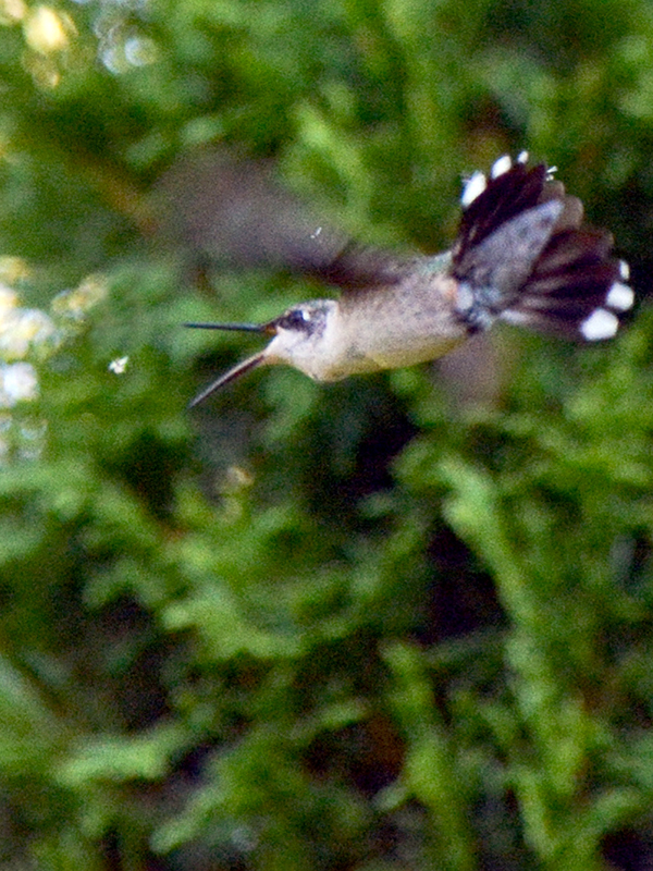 Hummer chasing a tiny insect