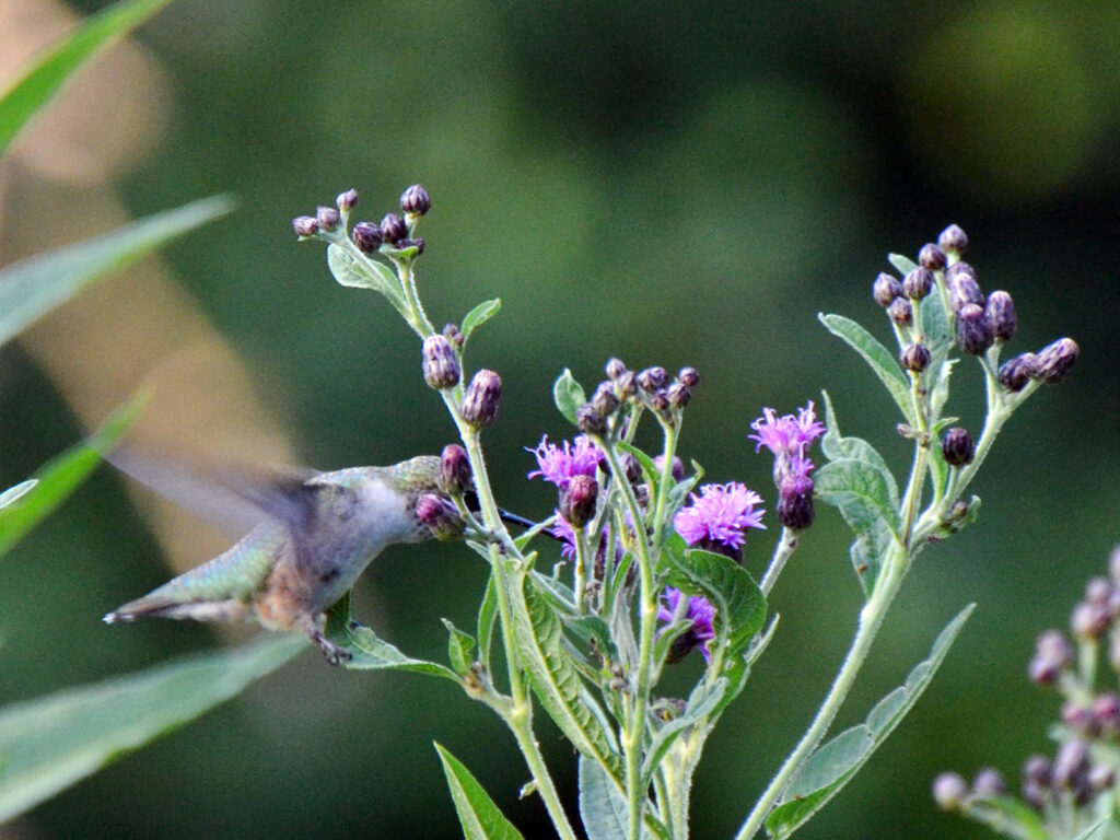 Hummingbird at NY ironweed