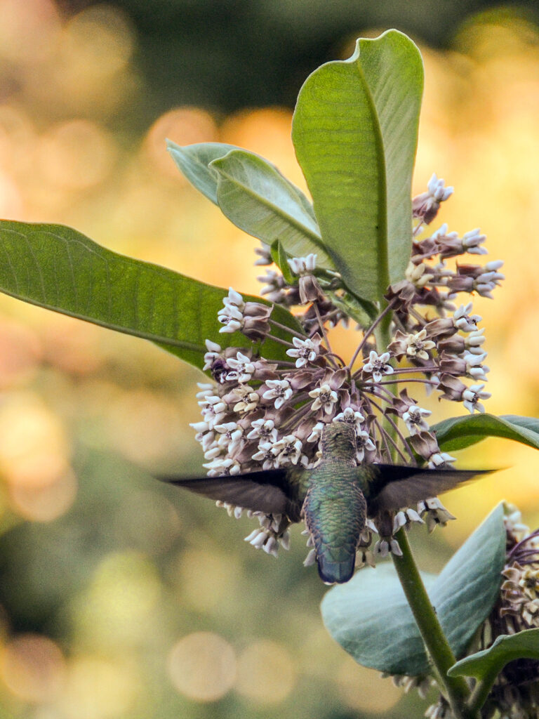 Hummingbird at common milkweed