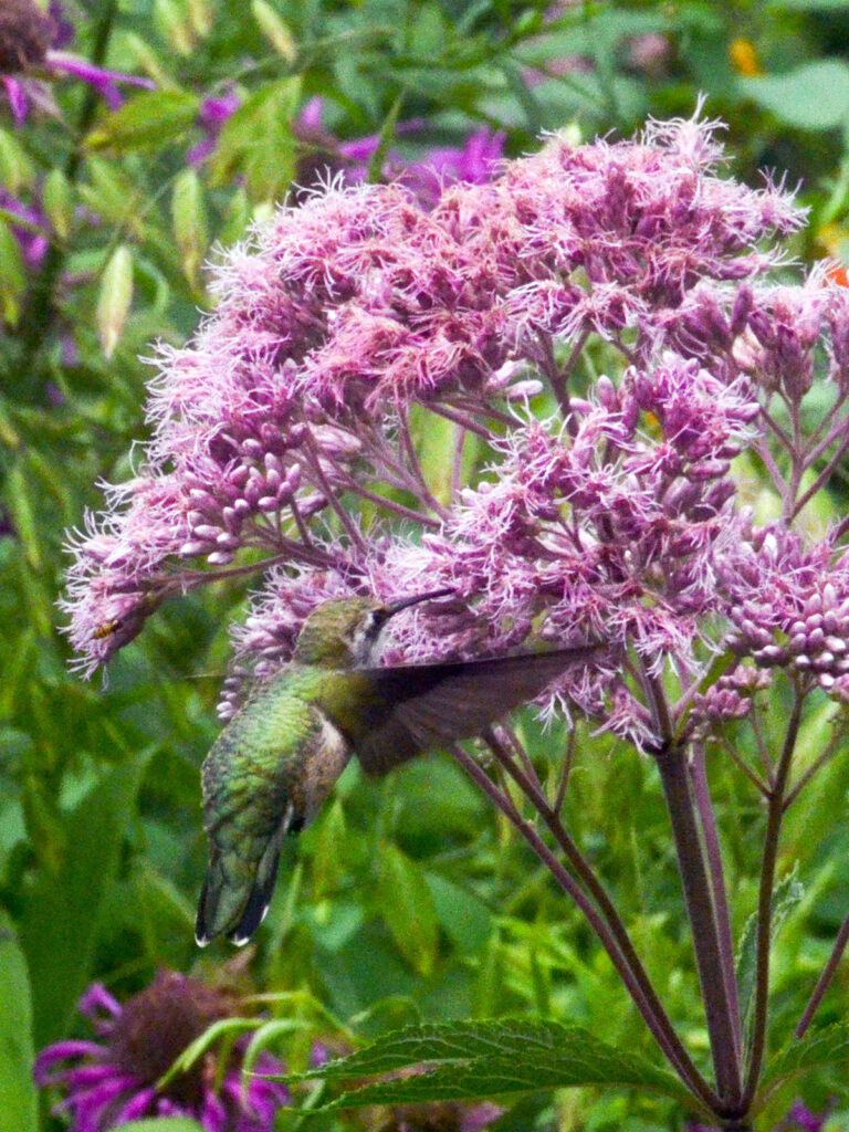 Hummingbird nectaring on joe-pye
