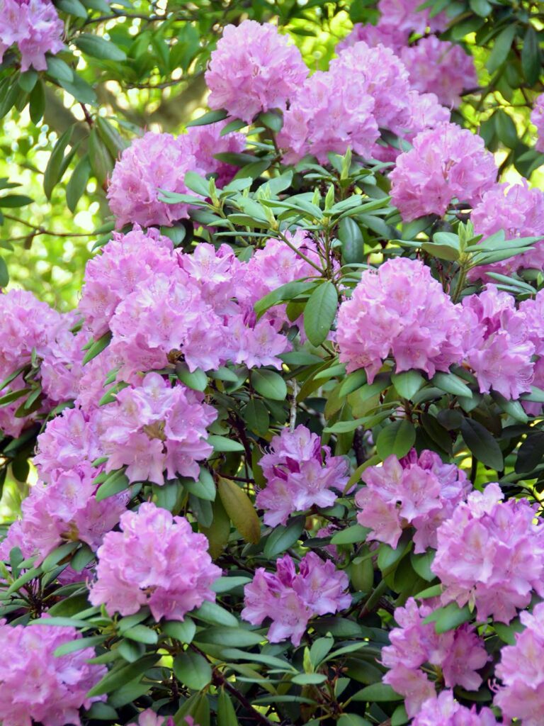 Rhododendron