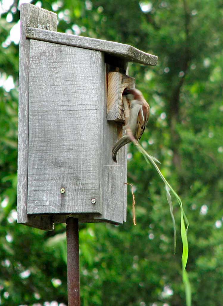 Nest Materials – Our Habitat Garden