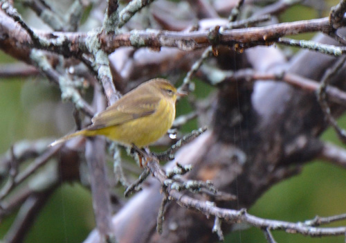 Palm warbler in the fall