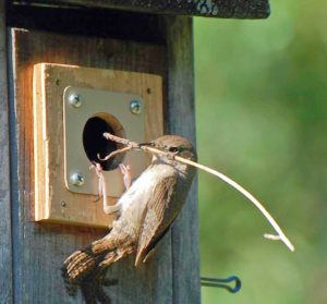 Nest Materials – Our Habitat Garden