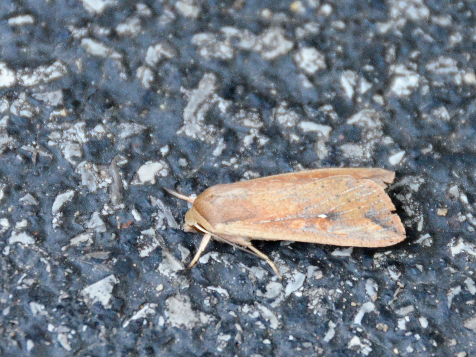 download army worm moths