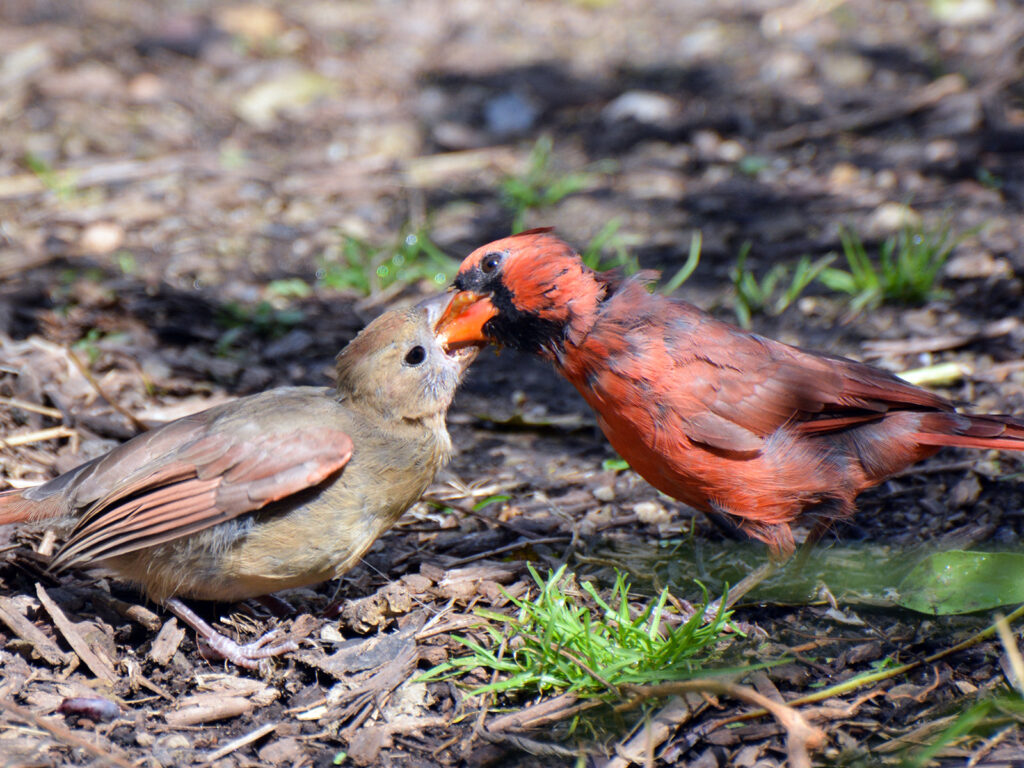 Cardinal feeding baby a mealworm