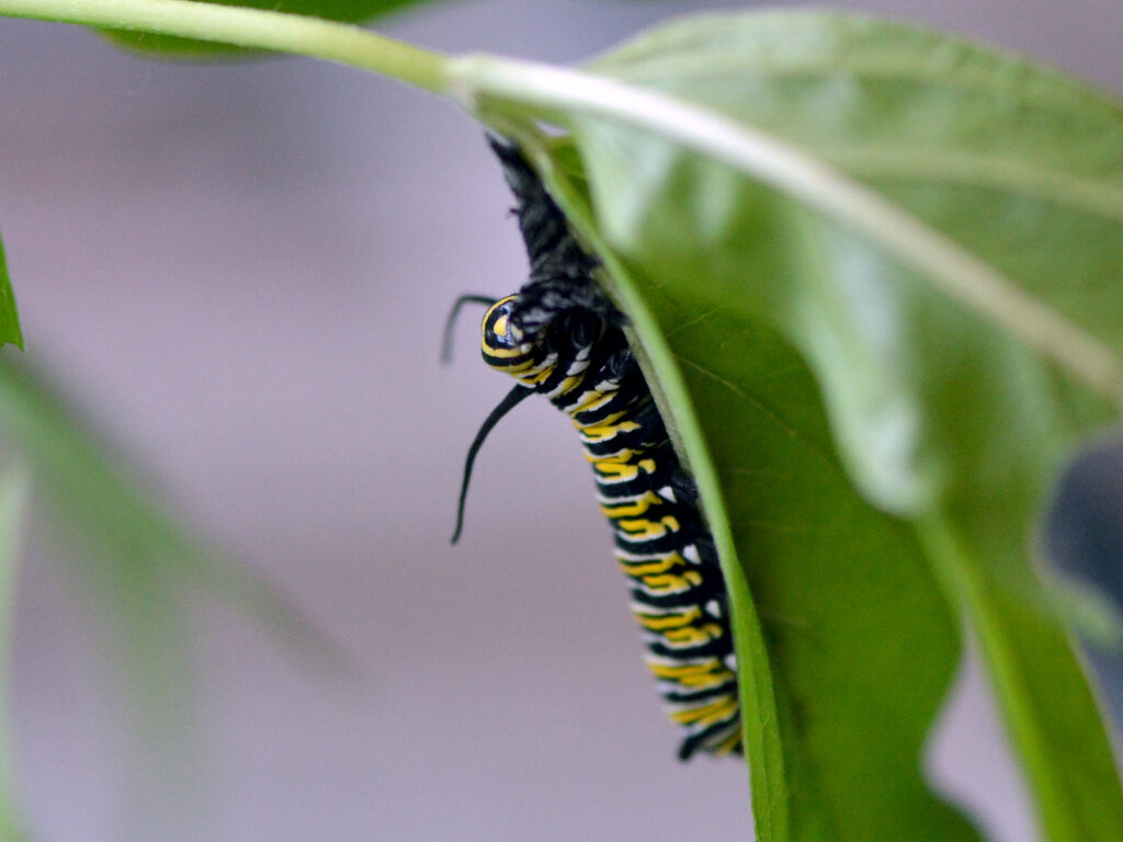 Caterpillar eating molted skin
