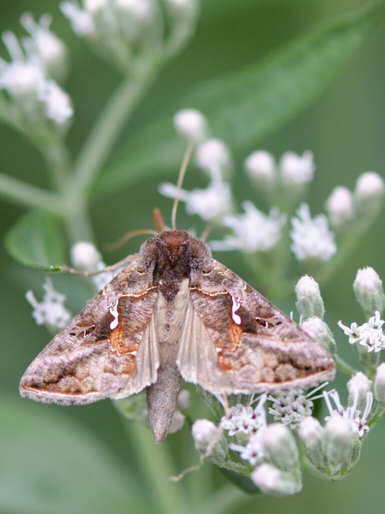 Common looper moth