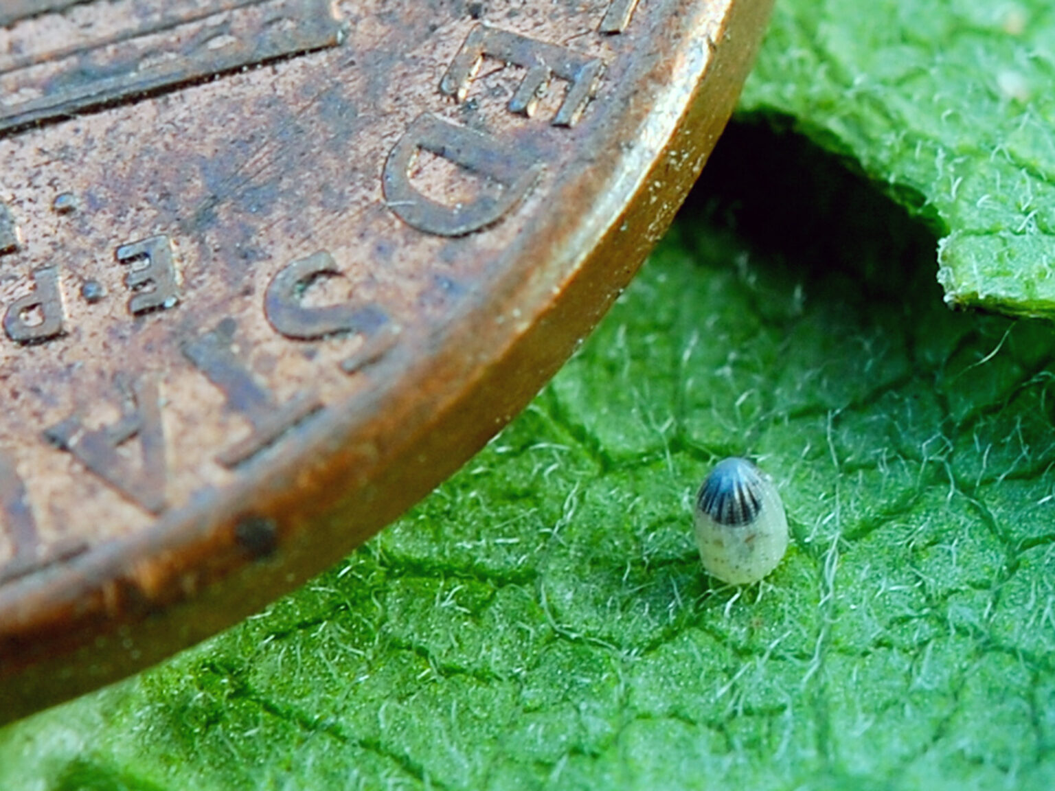 Life Stages Of The Monarch The Egg Our Habitat Garden