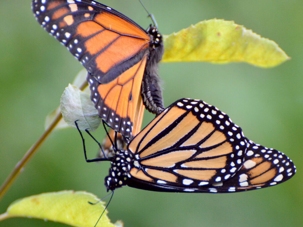 Monarchs mating